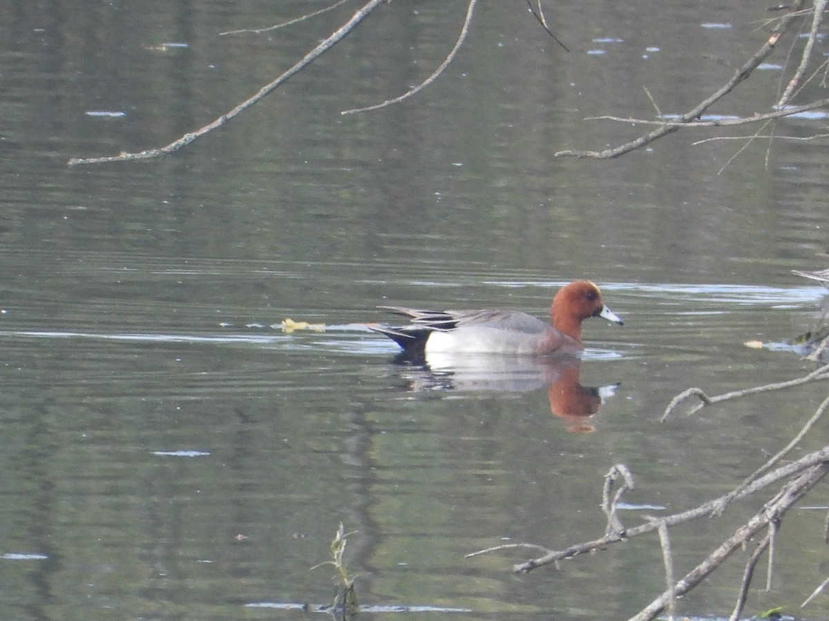 Eurasian Wigeon - Ivan V