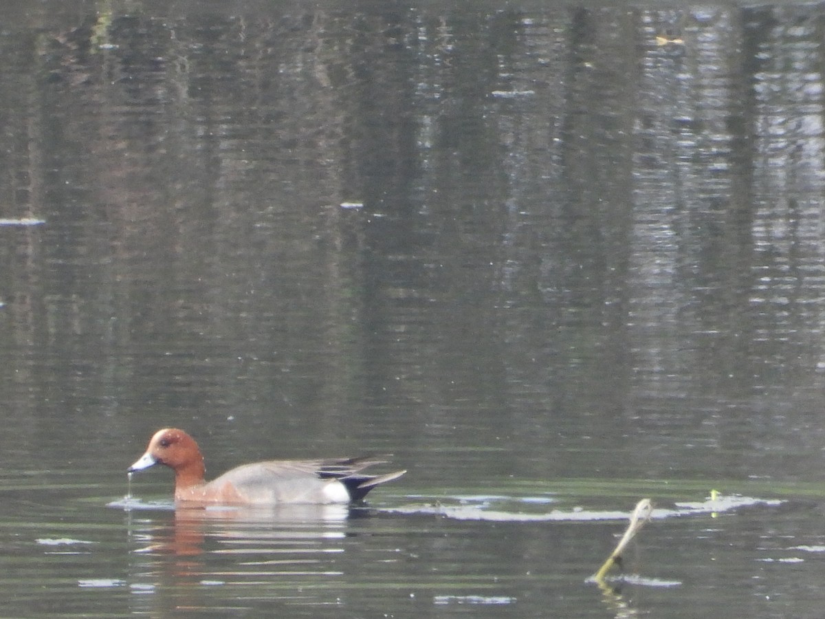 Eurasian Wigeon - Ivan V