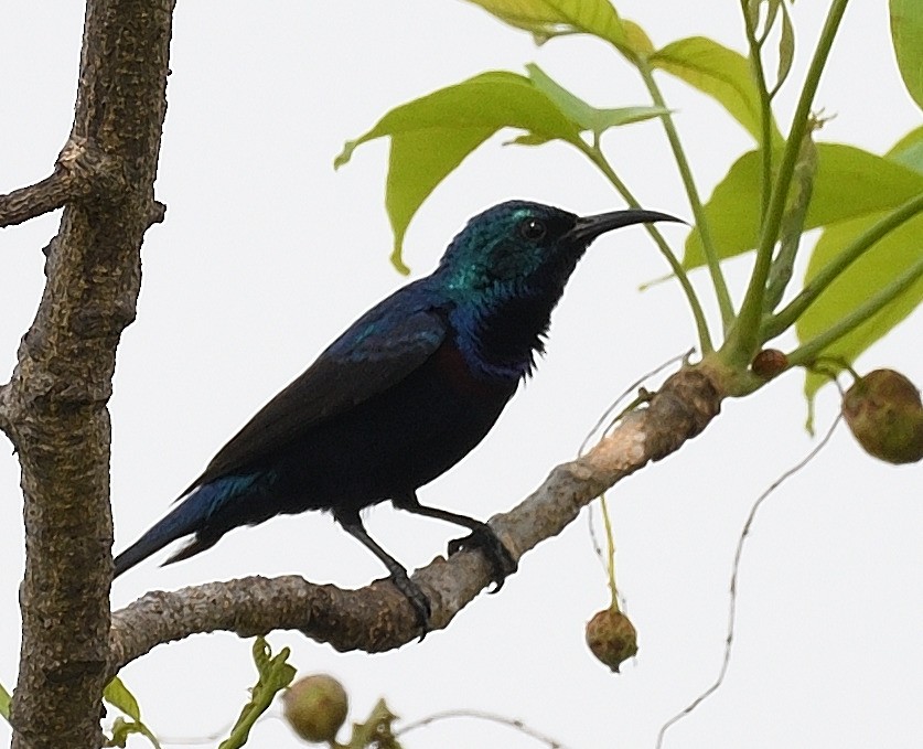 Purple Sunbird - ML560684701