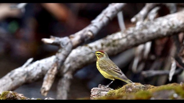 Palm Warbler (Yellow) - ML560684951