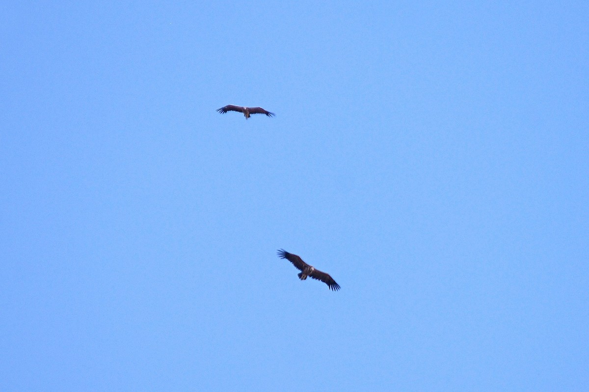 Lappet-faced Vulture - ML560685471