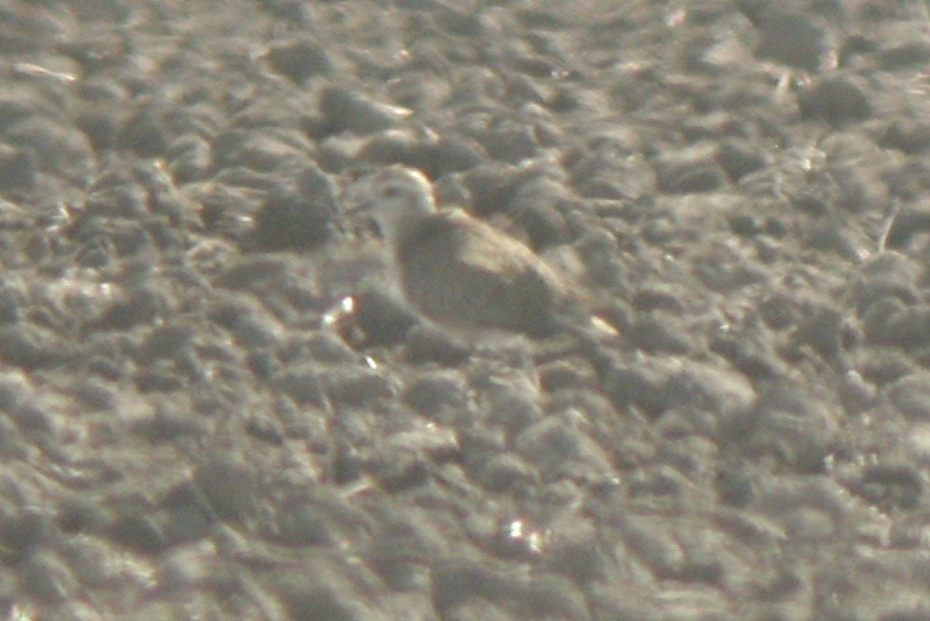 Mountain Plover - ML560685701