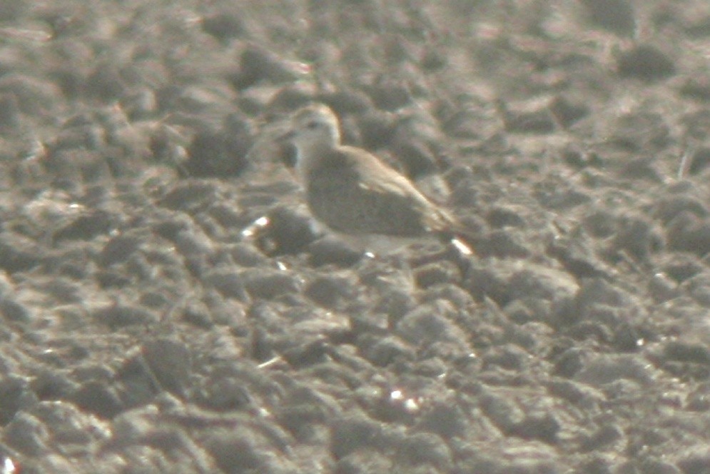 Mountain Plover - ML560685741