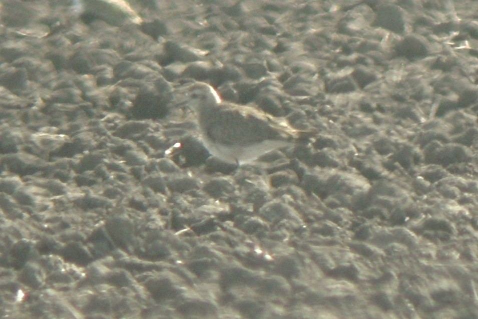 Mountain Plover - ML560685811