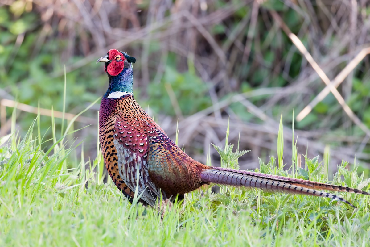 Ring-necked Pheasant - ML560685821