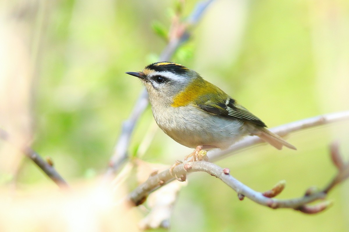Common Firecrest - ML560687421
