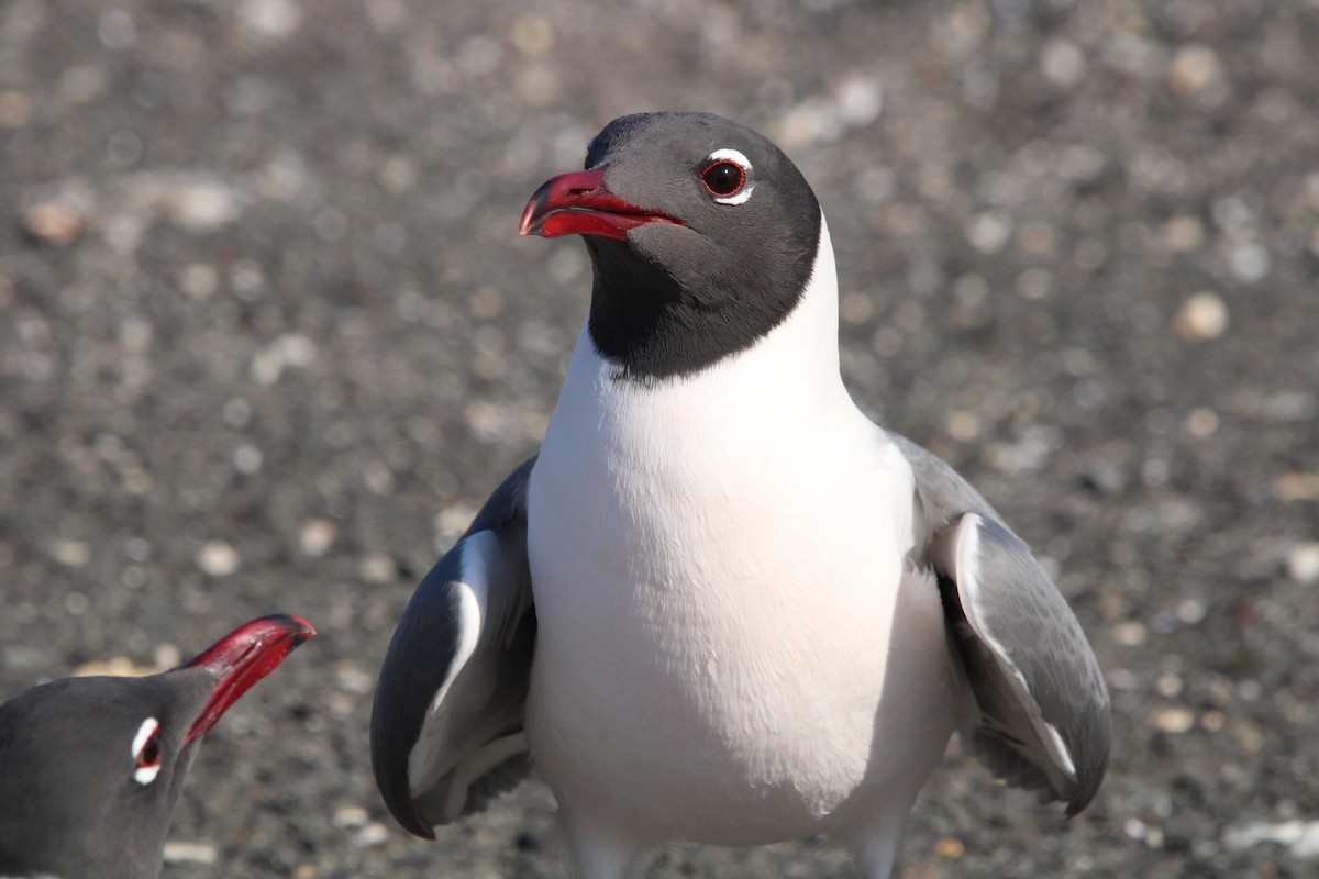 Laughing Gull - ML560687441