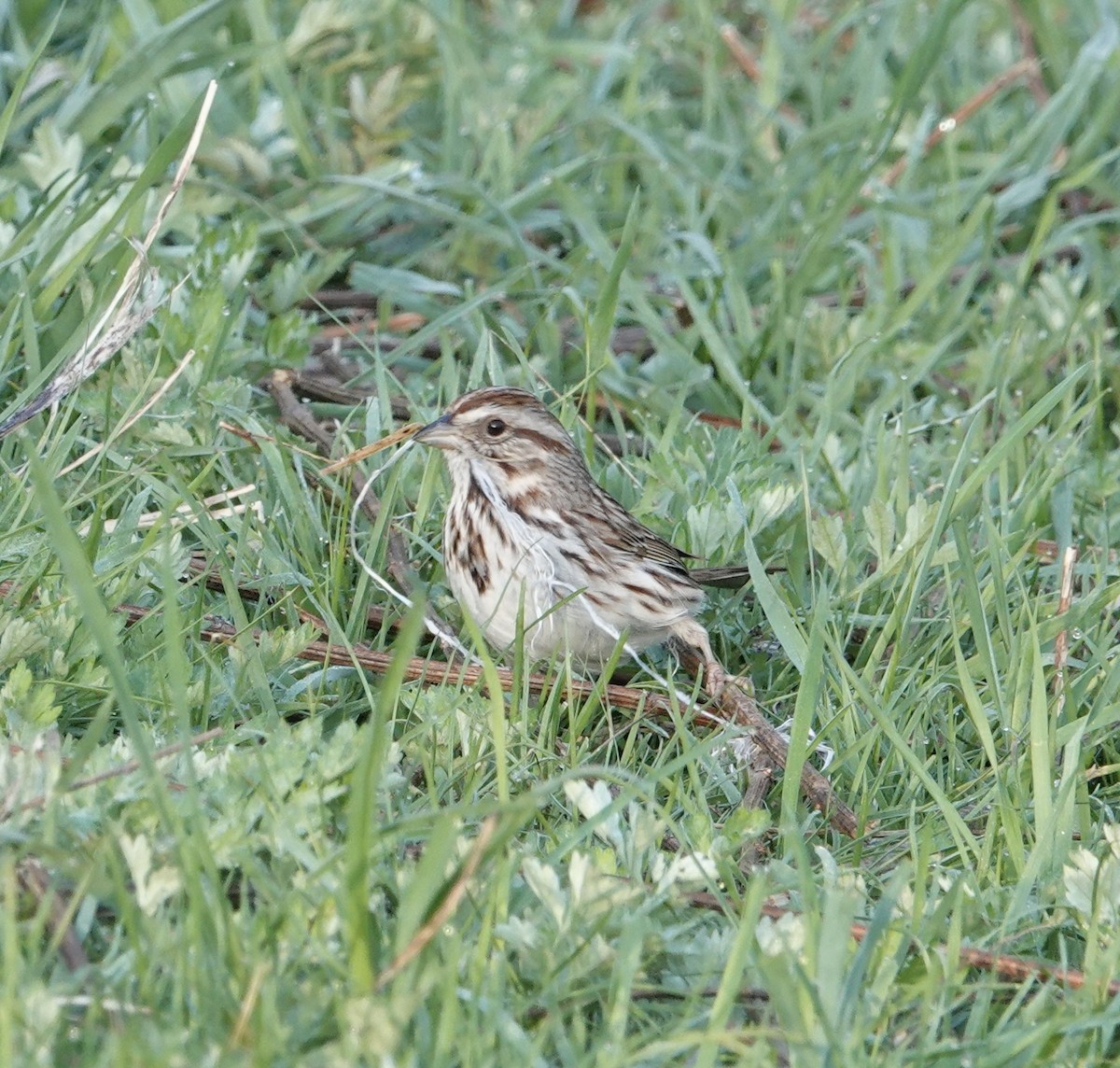 Song Sparrow - ML560687471