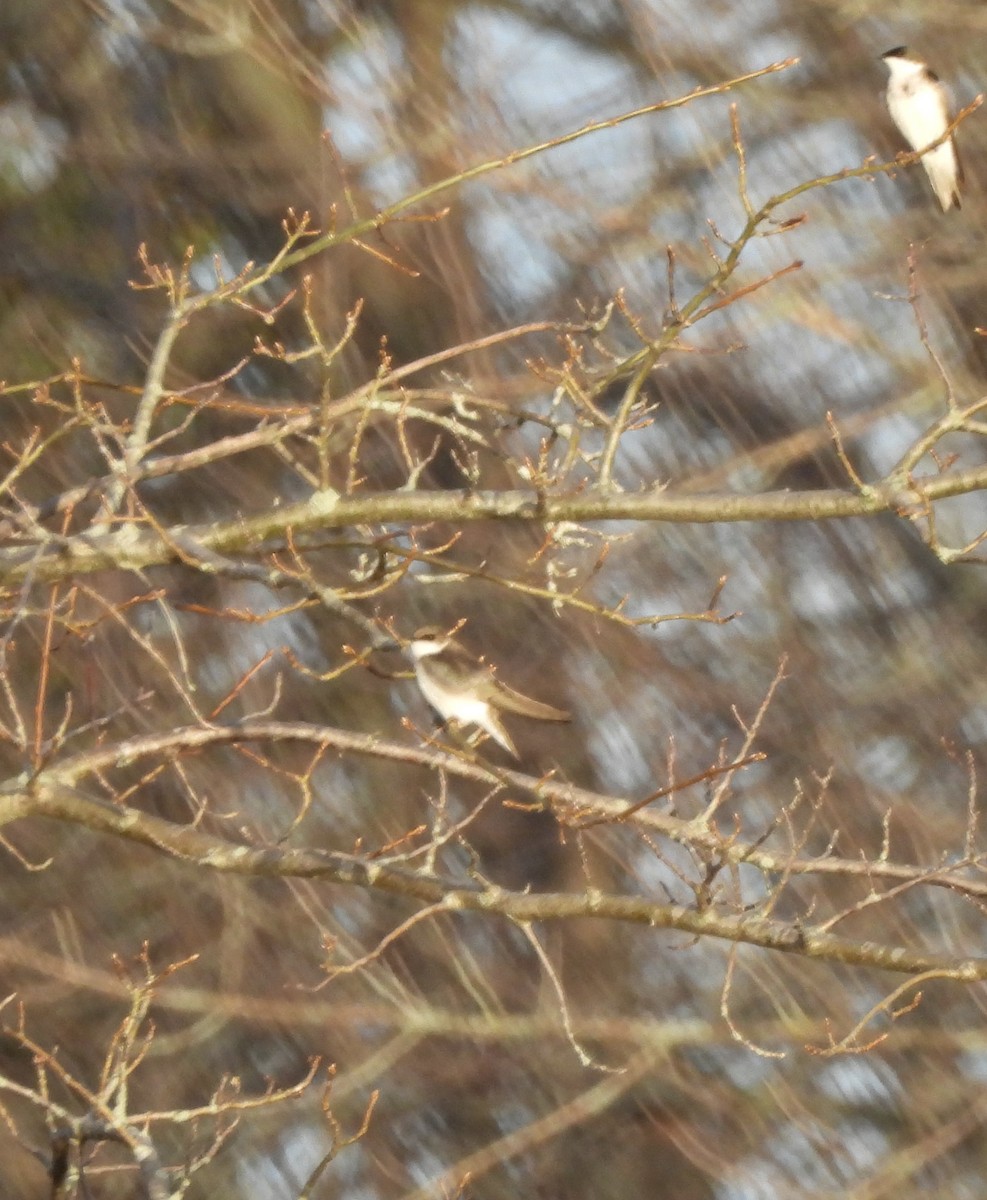 Hirondelle à ailes hérissées - ML560687711