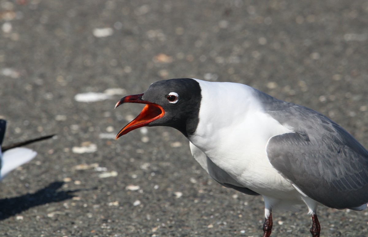 Laughing Gull - ML560688241