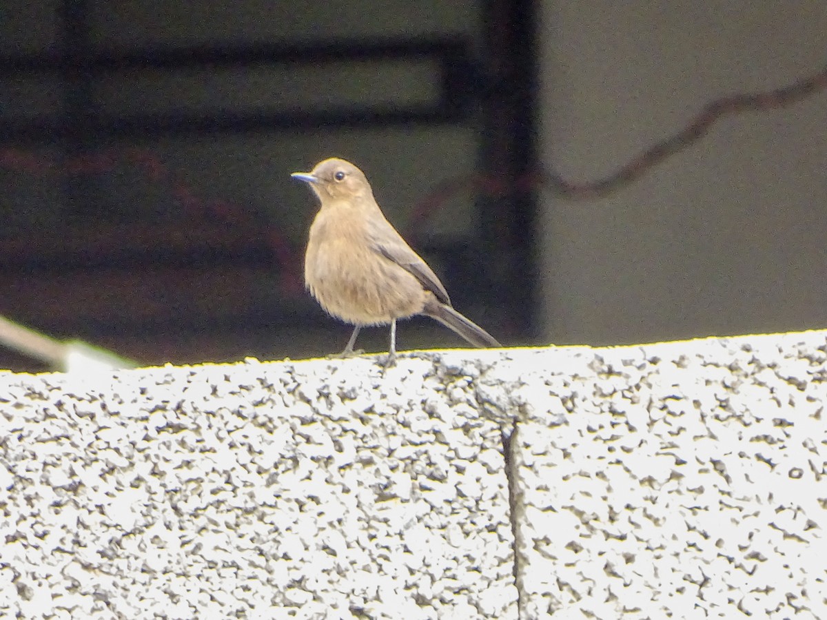 Brown Rock Chat - ML560689091