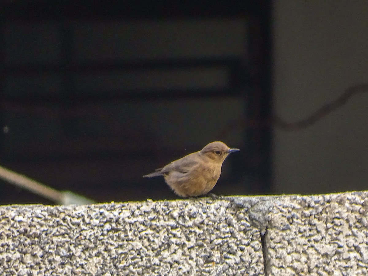 Brown Rock Chat - ML560689101