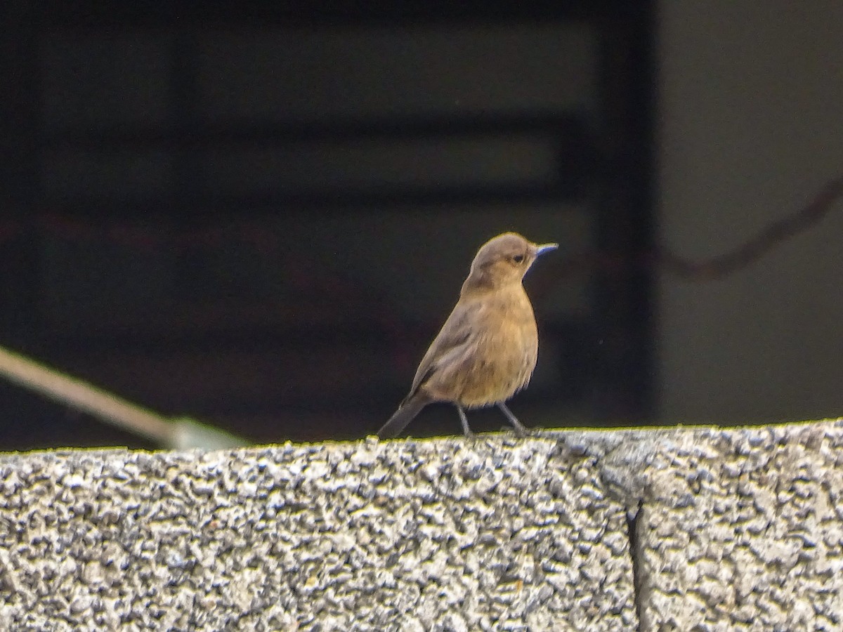 Brown Rock Chat - ML560689121