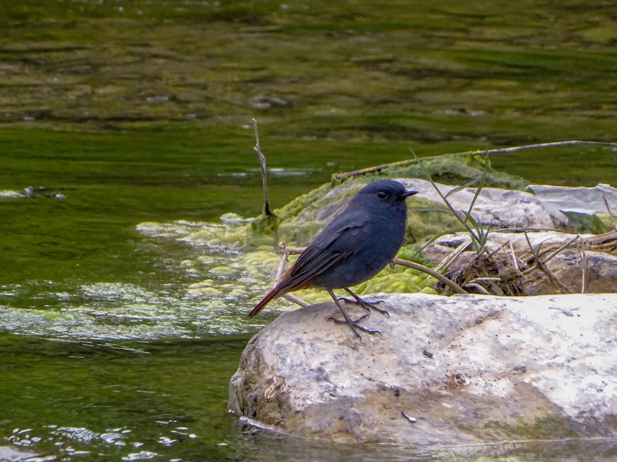 Plumbeous Redstart - ML560689251