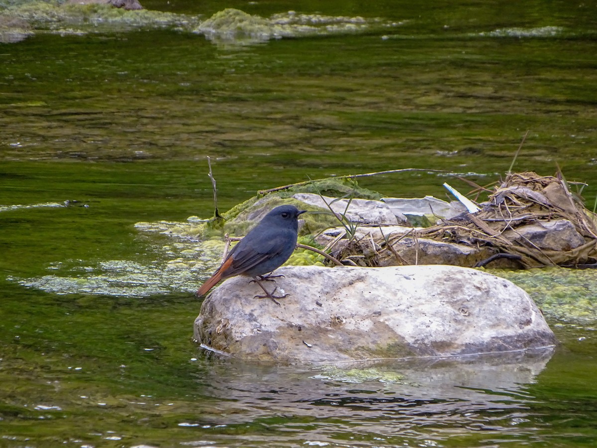Plumbeous Redstart - ML560689261