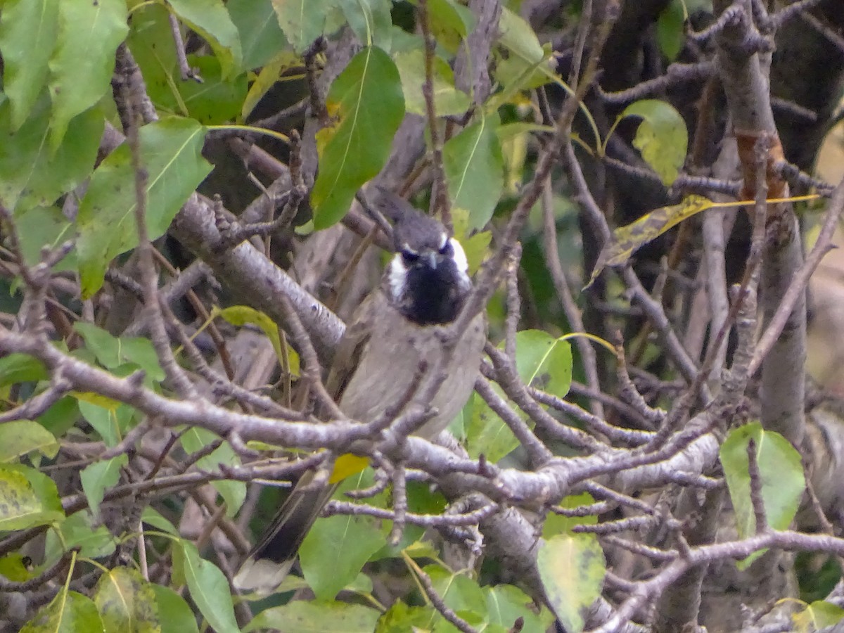 Himalayan Bulbul - ML560689431