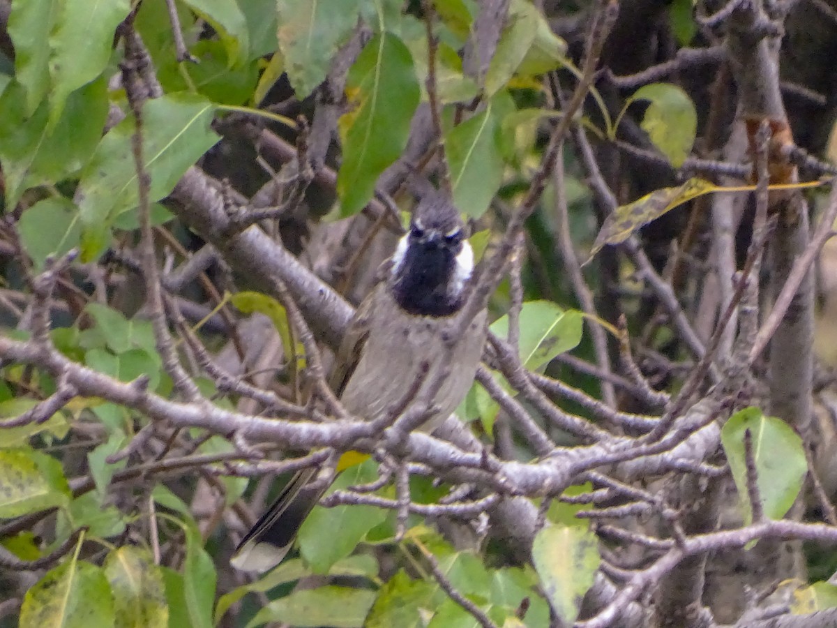 Himalayan Bulbul - ML560689441