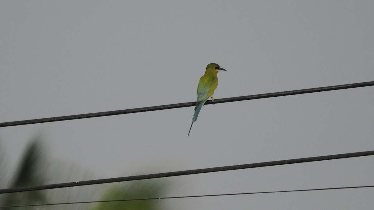 Blue-tailed Bee-eater - ML560690031
