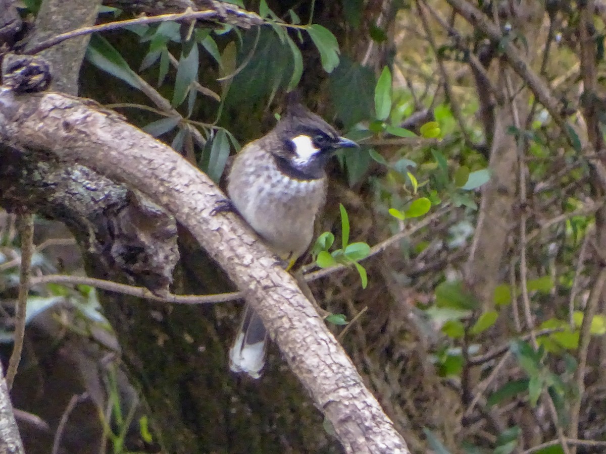 Himalayan Bulbul - ML560690091