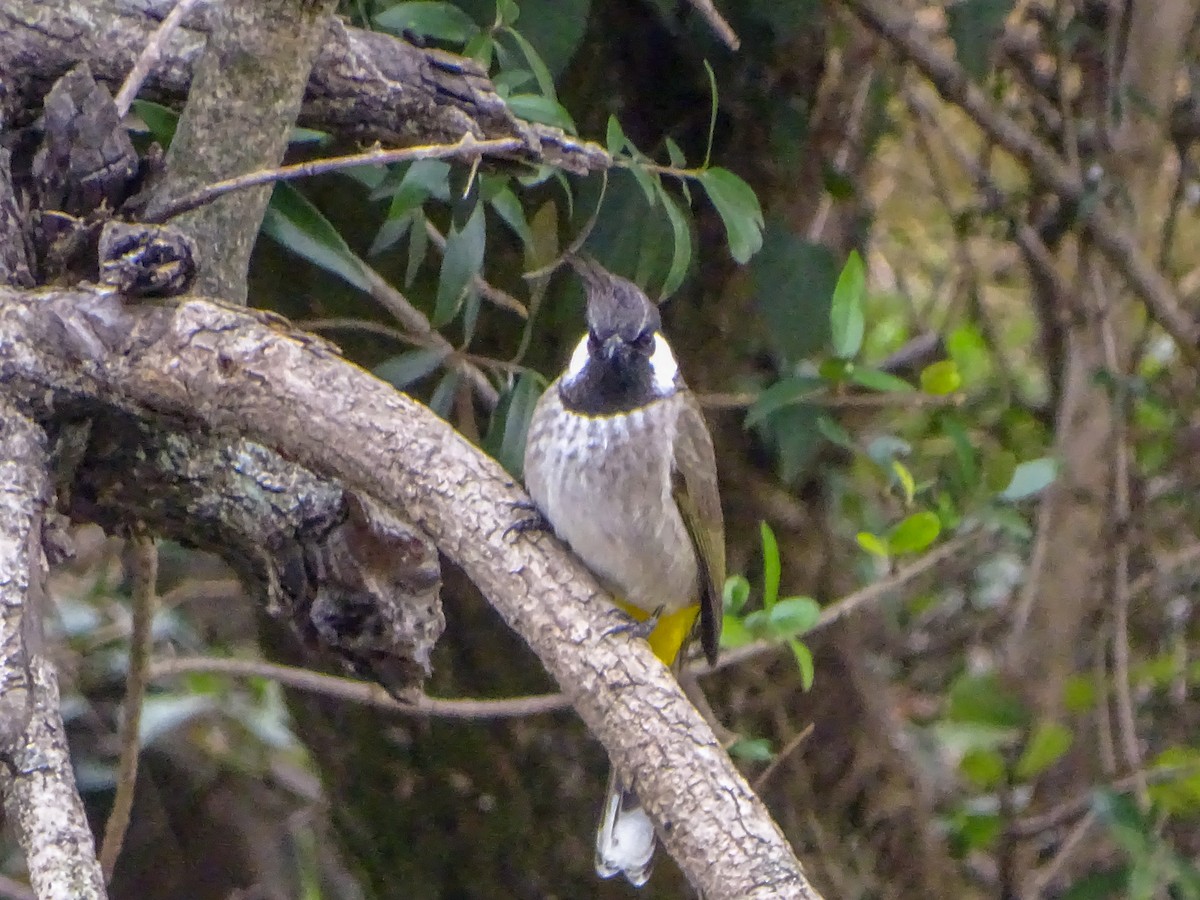 Himalayan Bulbul - ML560690101