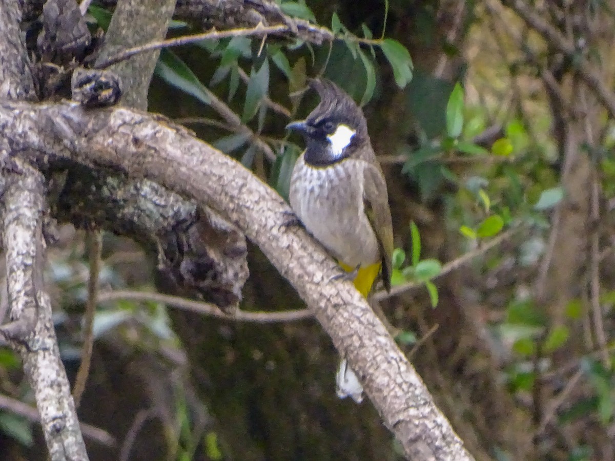 Himalayan Bulbul - ML560690111