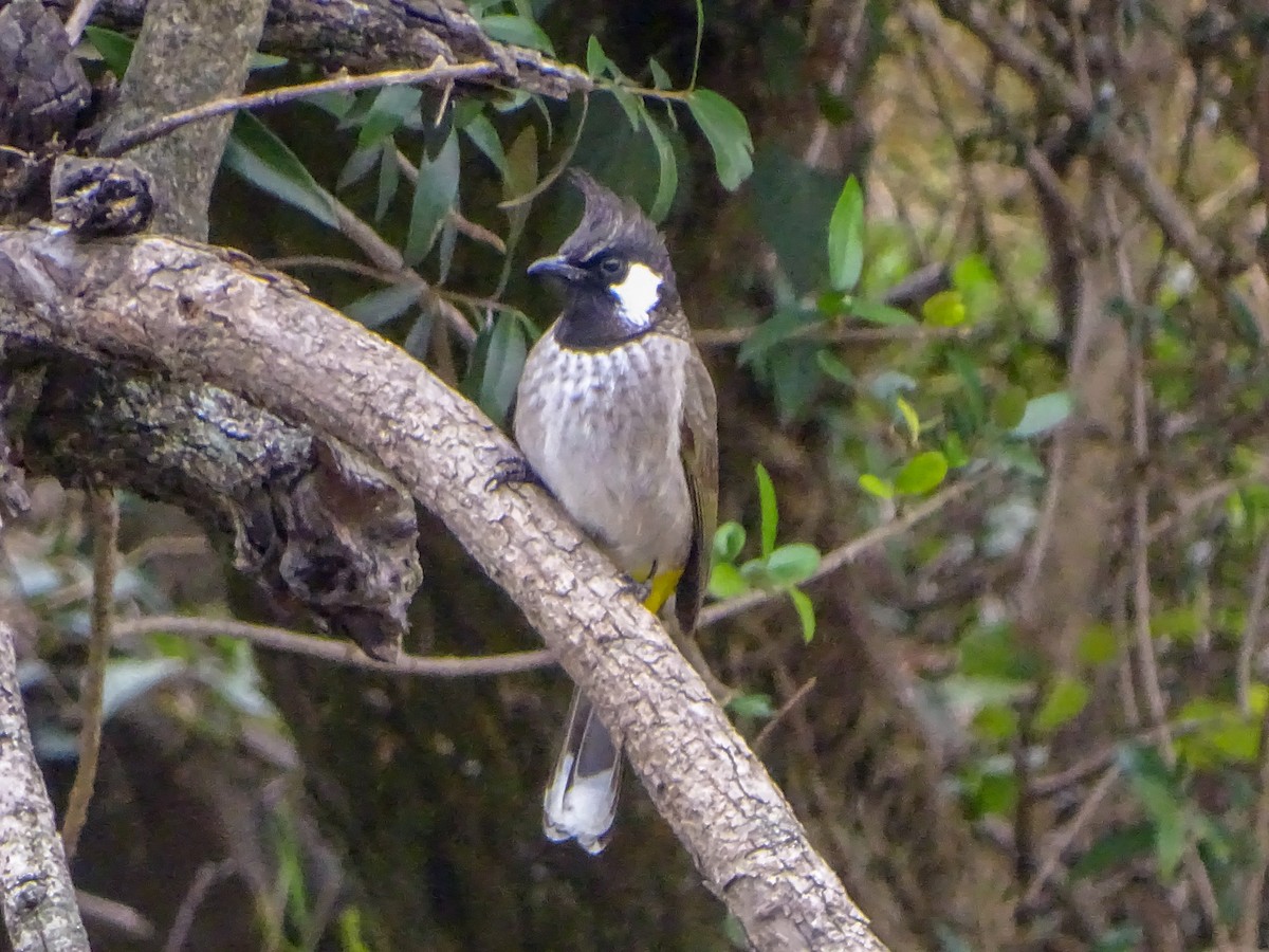 Himalayan Bulbul - ML560690121