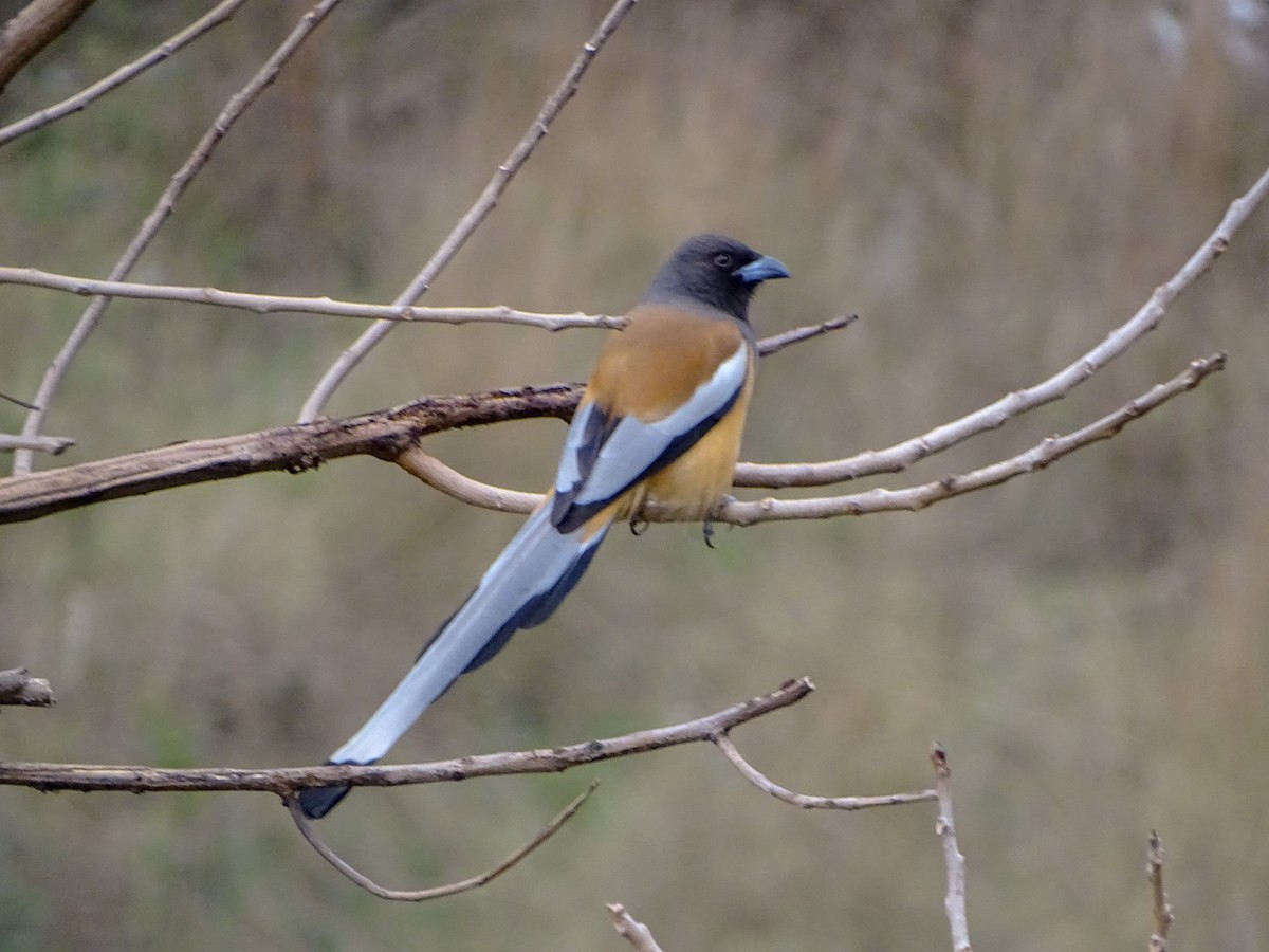 Rufous Treepie - ML560690201