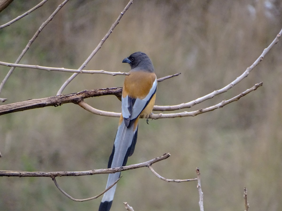 Rufous Treepie - ML560690211