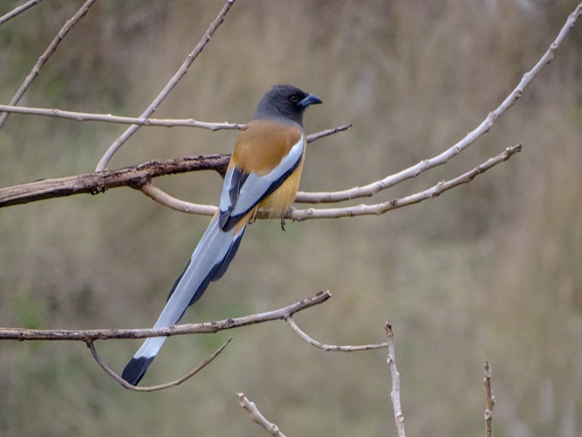 Rufous Treepie - ML560690221