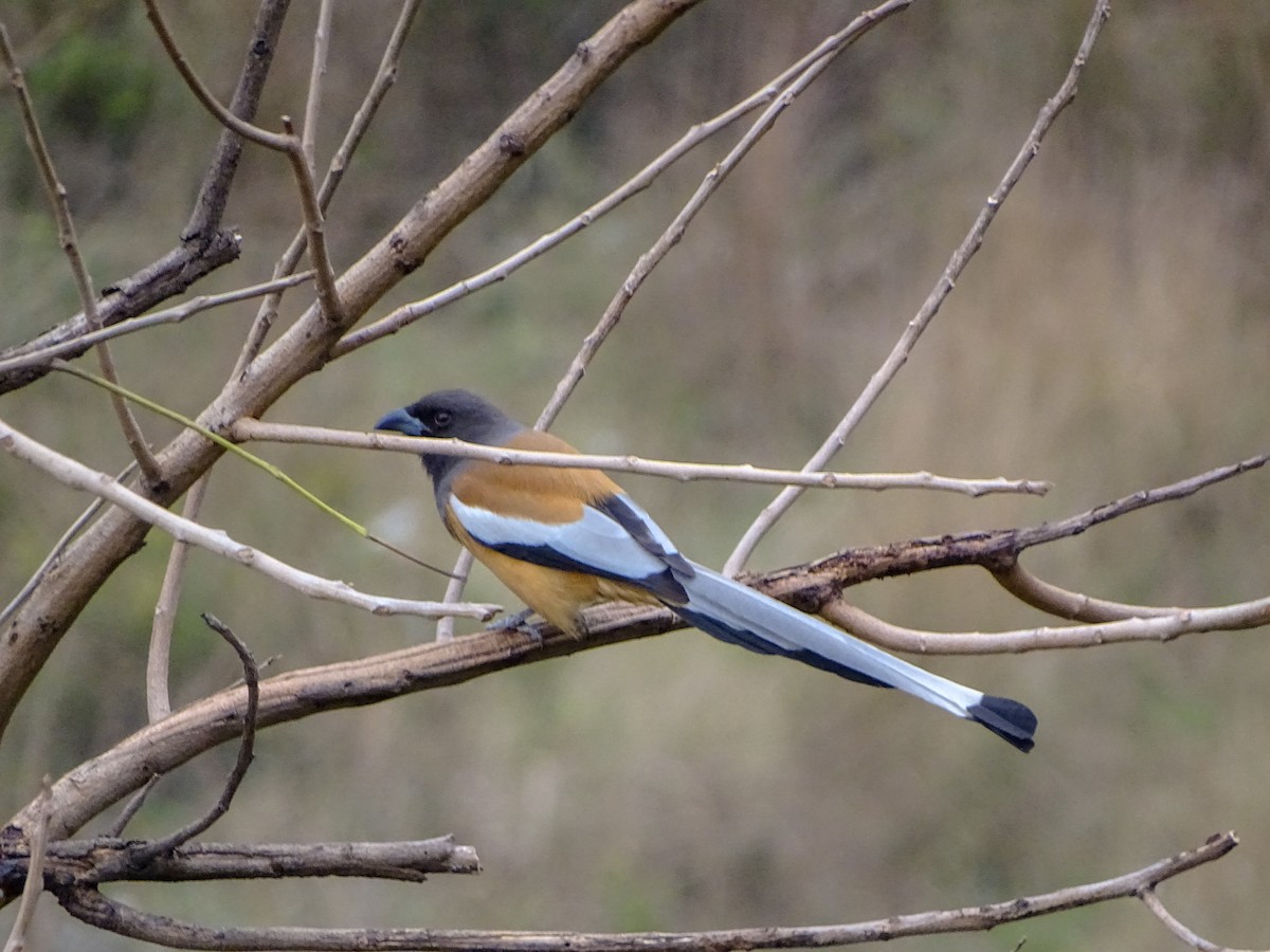 Rufous Treepie - ML560690231