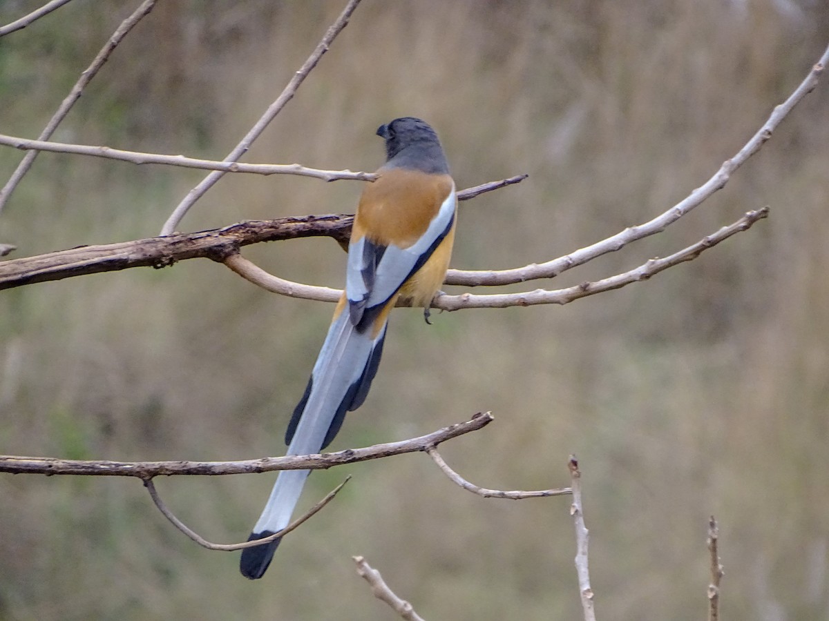 Rufous Treepie - ML560690241