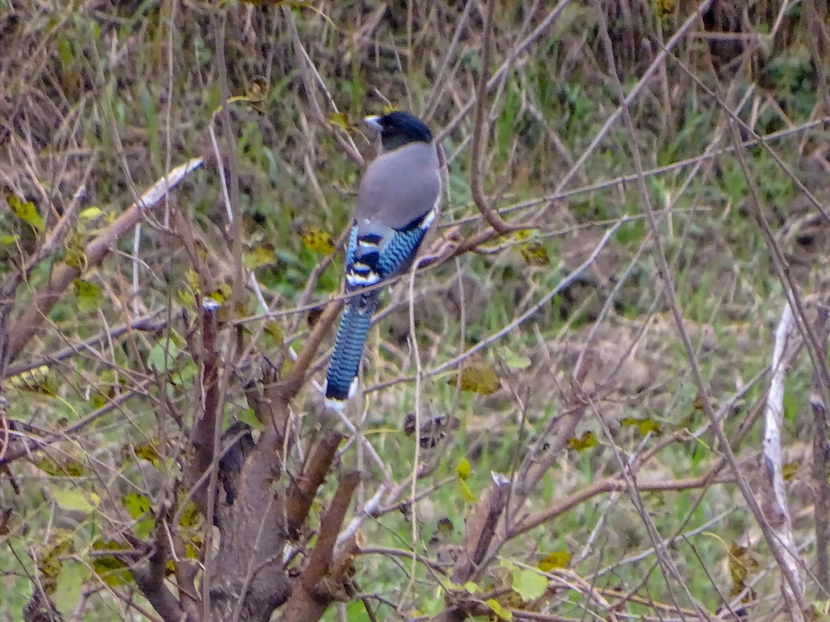 Black-headed Jay - ML560690331