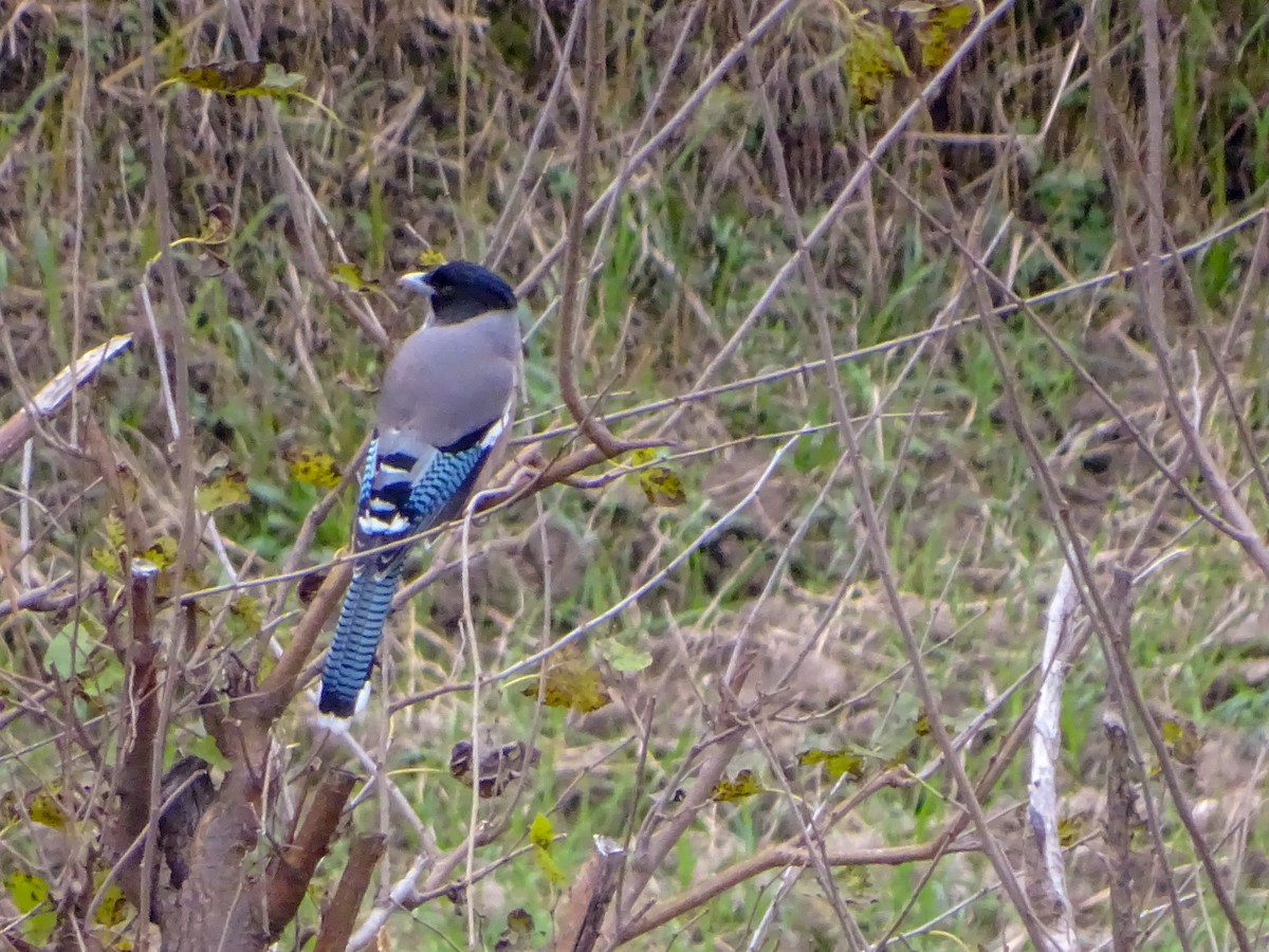 Black-headed Jay - ML560690341