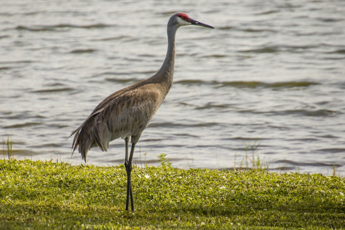 Sandhill Crane - ML560690361