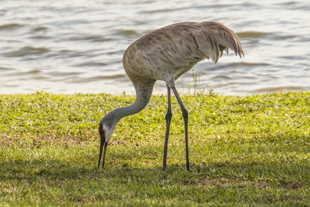 Sandhill Crane - ML560690371