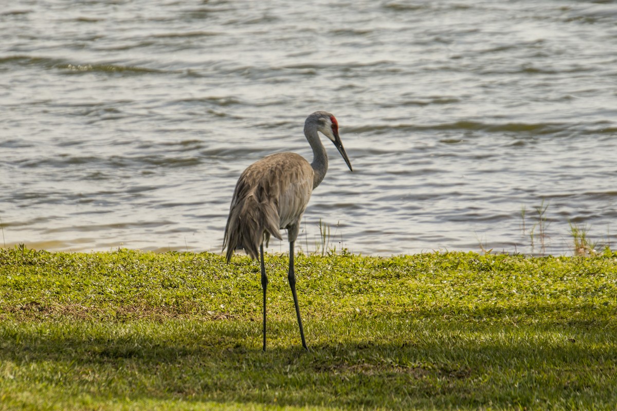 Sandhill Crane - ML560690381
