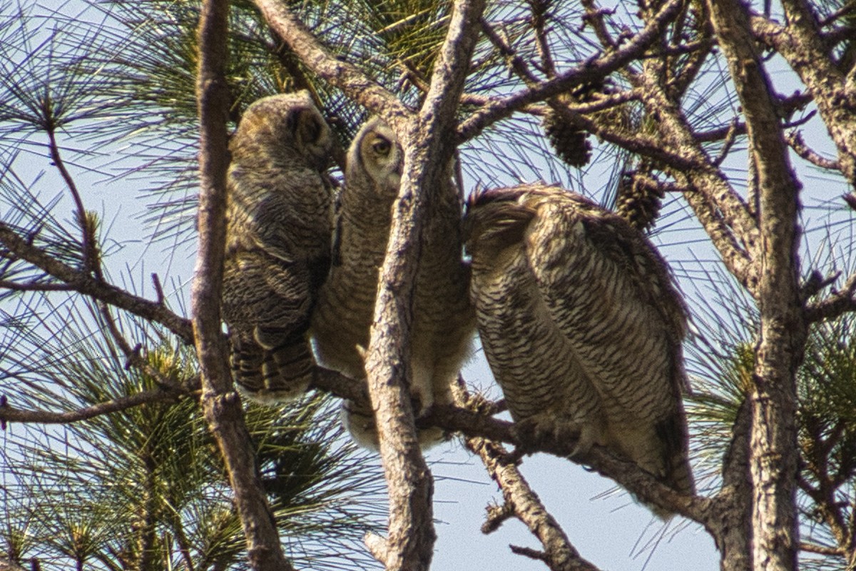 Great Horned Owl - ML560690491