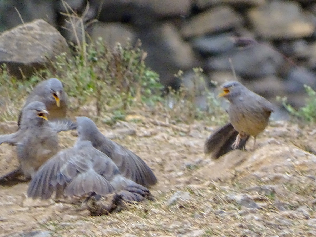 Jungle Babbler - ML560690741