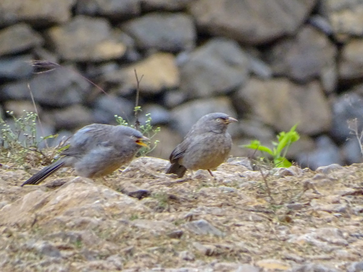 Jungle Babbler - ML560690751