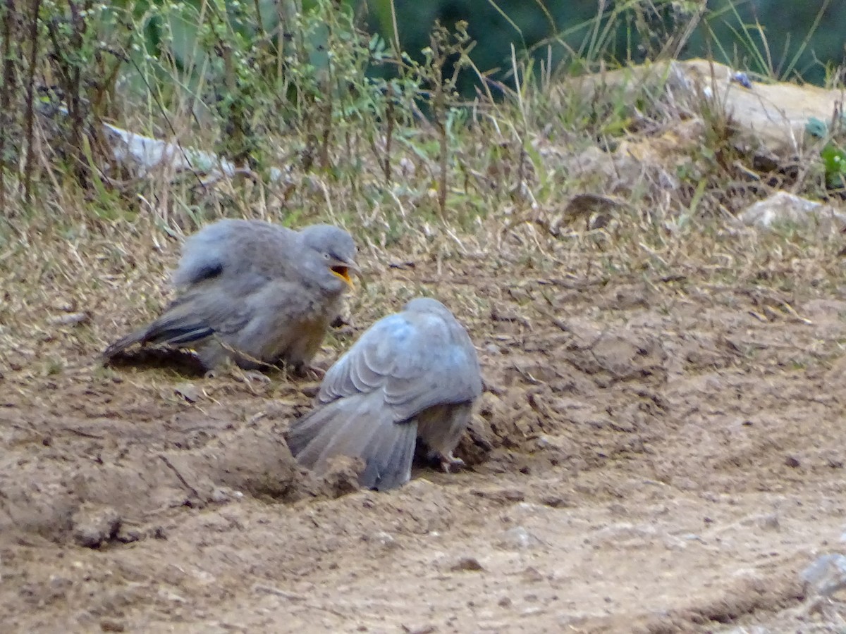 Jungle Babbler - ML560690771