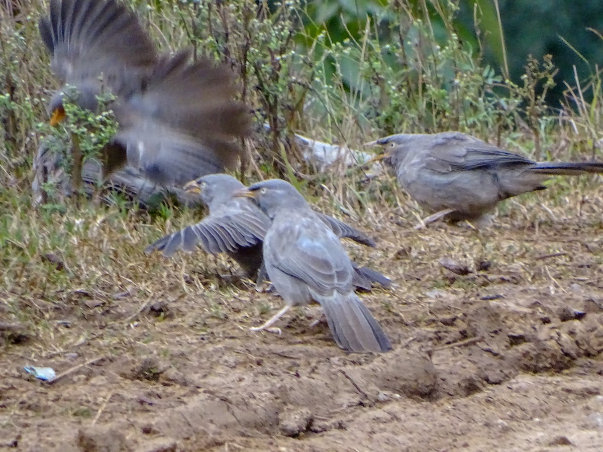 Jungle Babbler - ML560690781