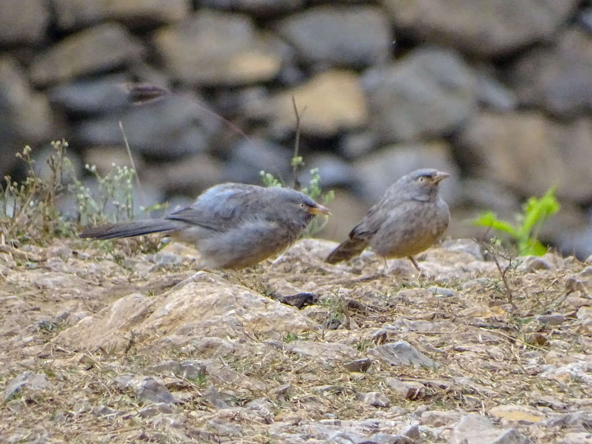 Jungle Babbler - ML560690791