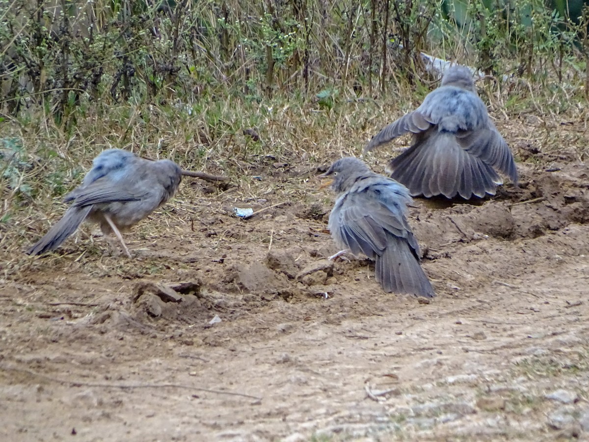 Jungle Babbler - ML560690801