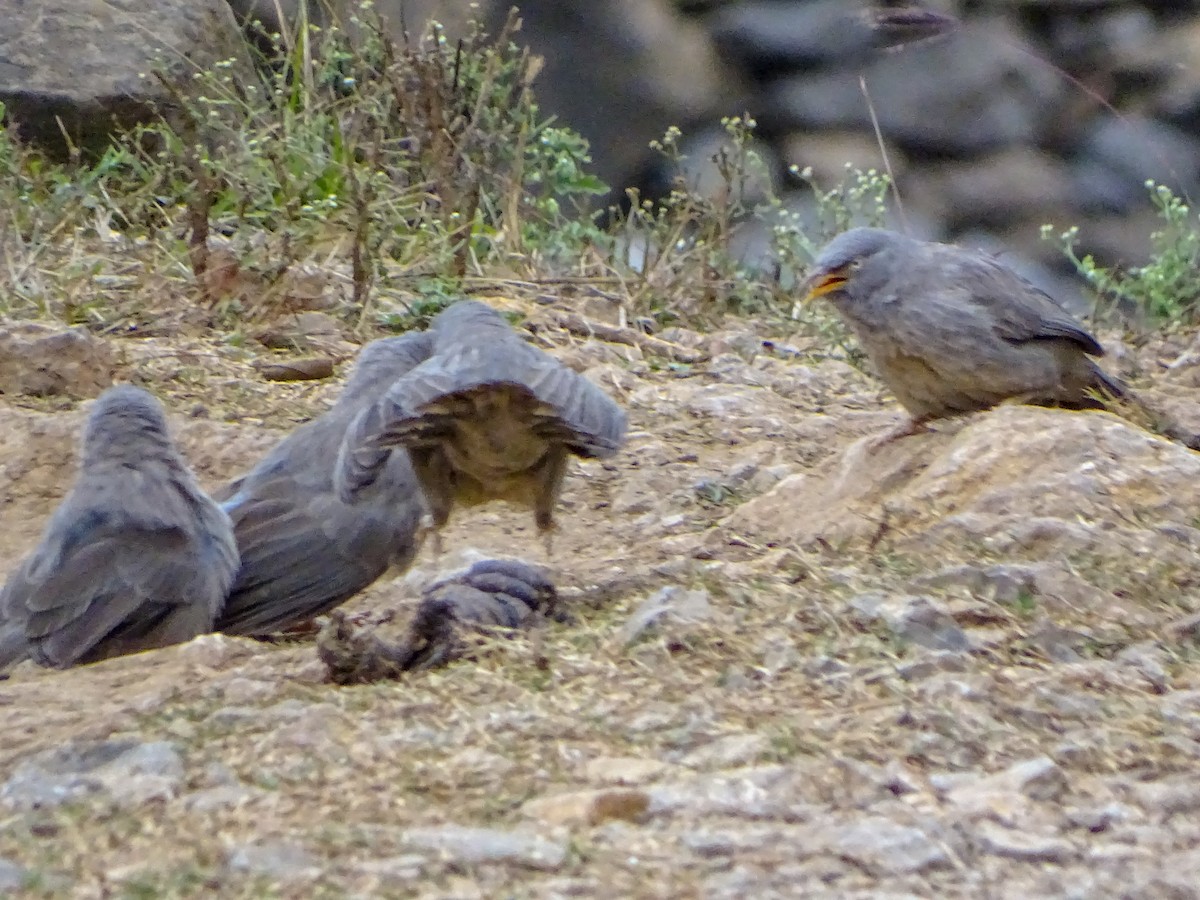 Jungle Babbler - ML560690811