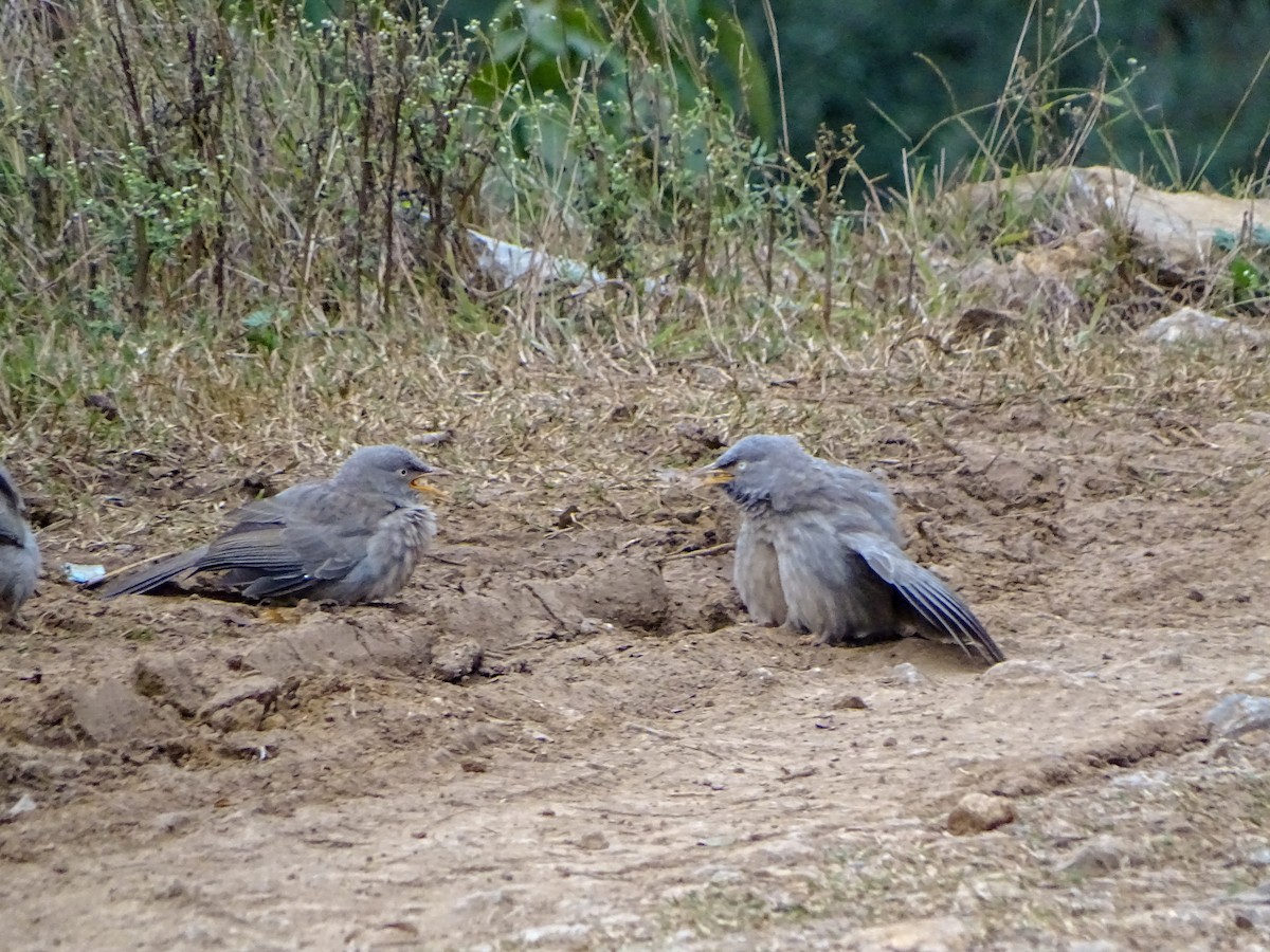 Jungle Babbler - ML560690821
