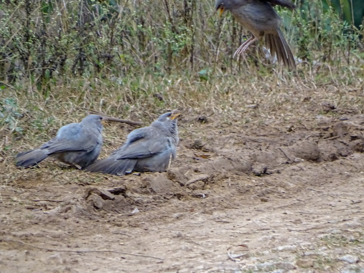 Jungle Babbler - ML560690831