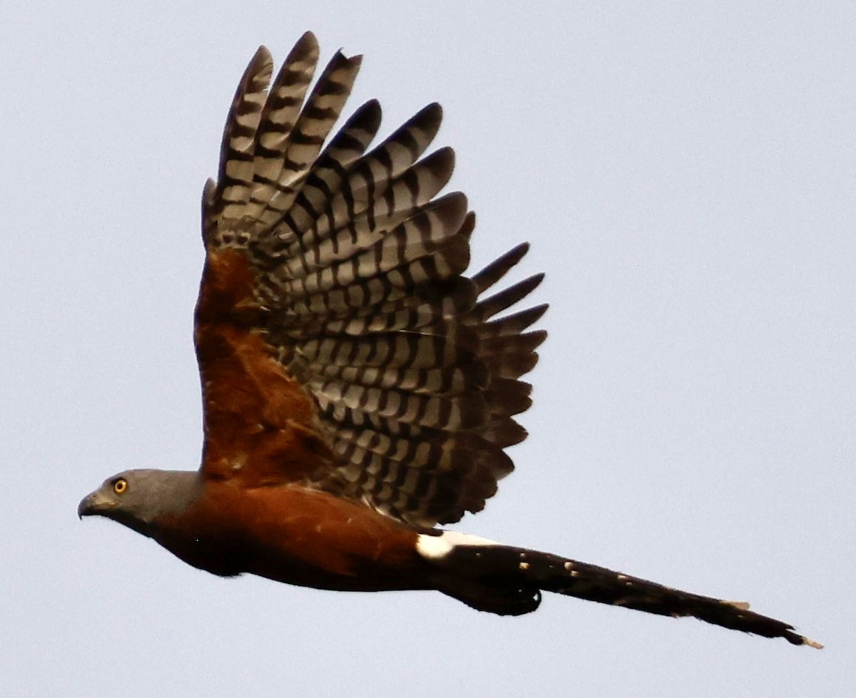 Long-tailed Hawk - Jeff Skevington