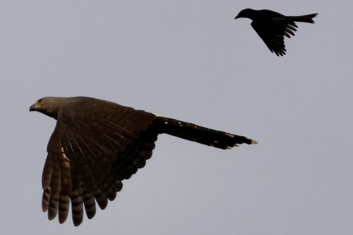 Long-tailed Hawk - Jeff Skevington
