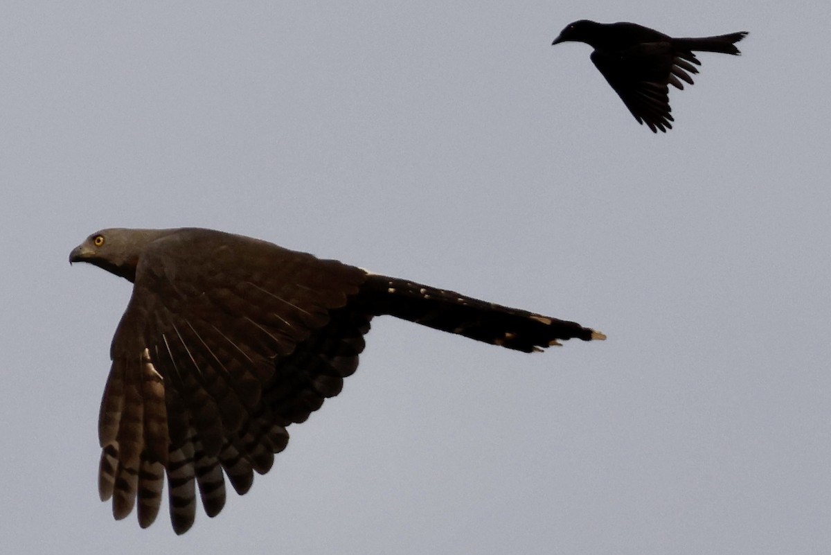 Long-tailed Hawk - ML560691221