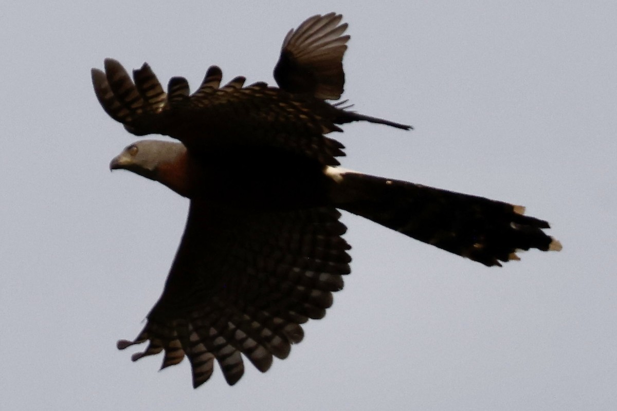 Long-tailed Hawk - ML560691261